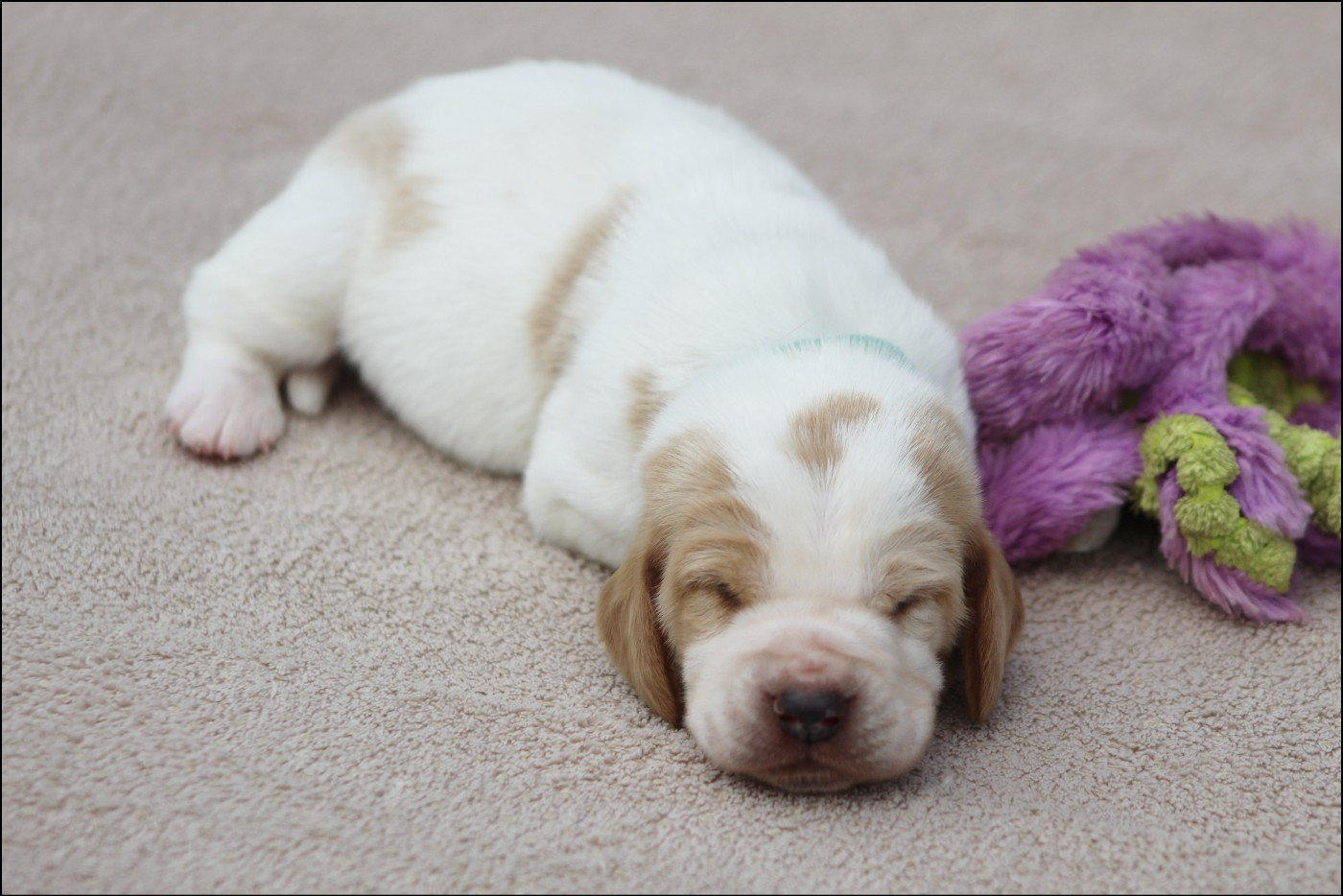 De La Flamme Sacrée D'Hestia - Chiots disponibles - Basset Hound