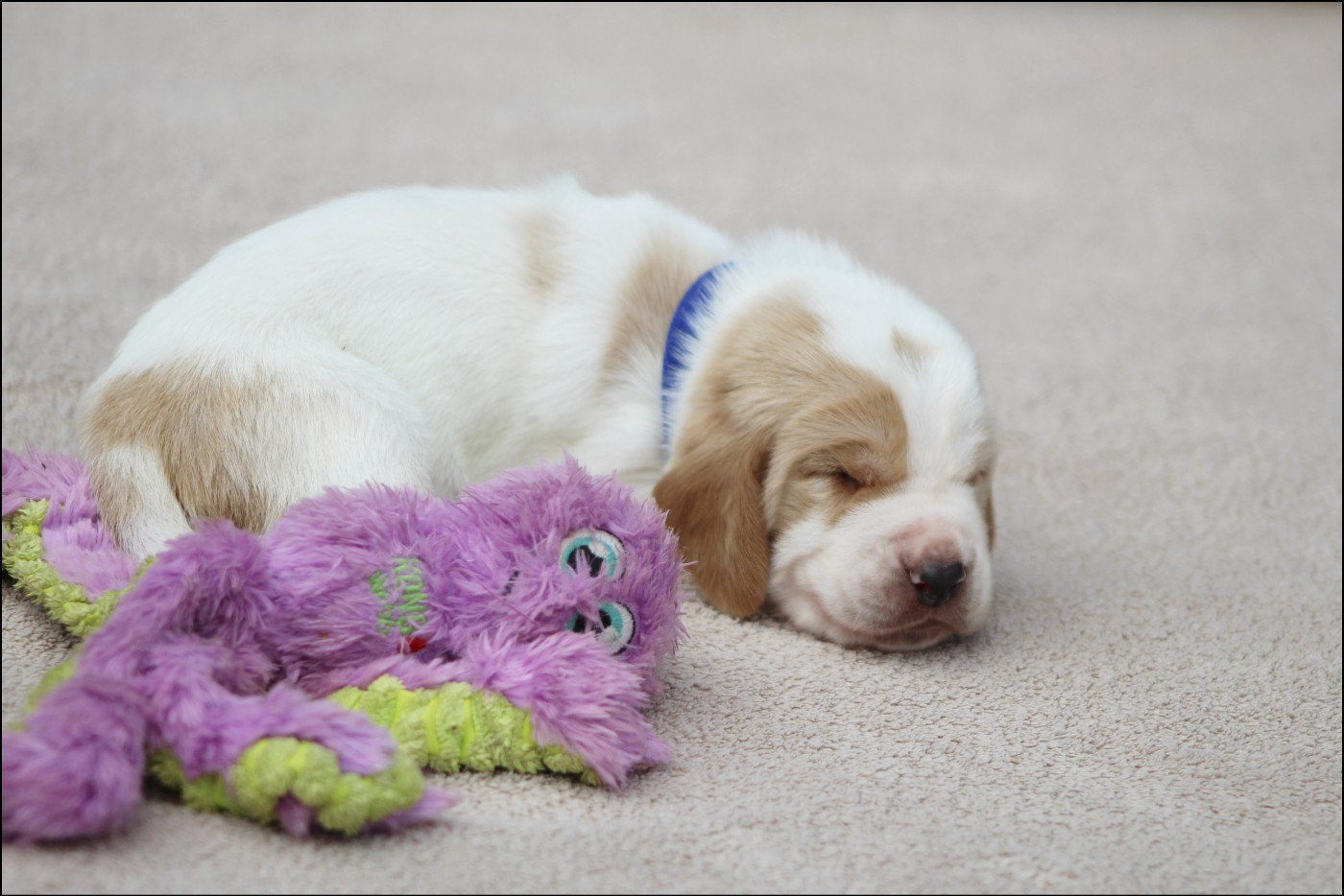 De La Flamme Sacrée D'Hestia - Chiots disponibles - Basset Hound