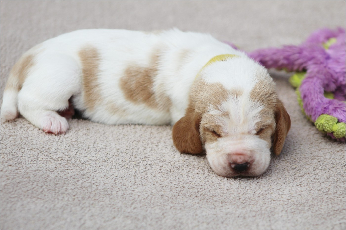 De La Flamme Sacrée D'Hestia - Chiots disponibles - Basset Hound