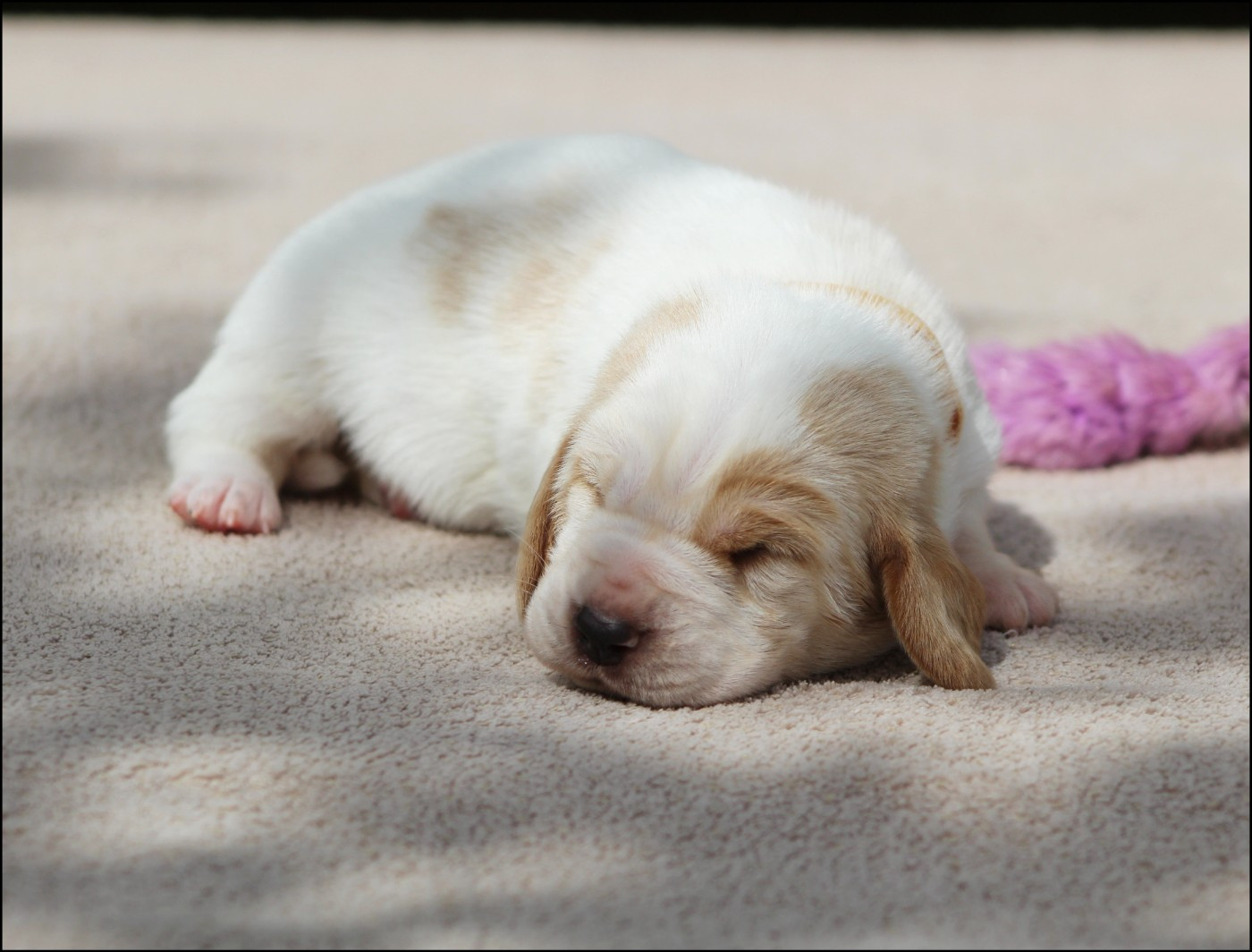De La Flamme Sacrée D'Hestia - Chiots disponibles - Basset Hound