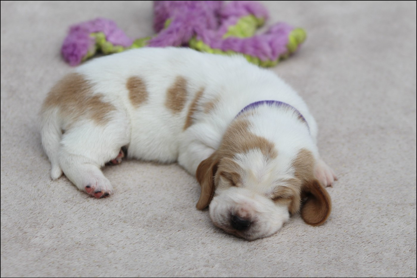 De La Flamme Sacrée D'Hestia - Chiots disponibles - Basset Hound