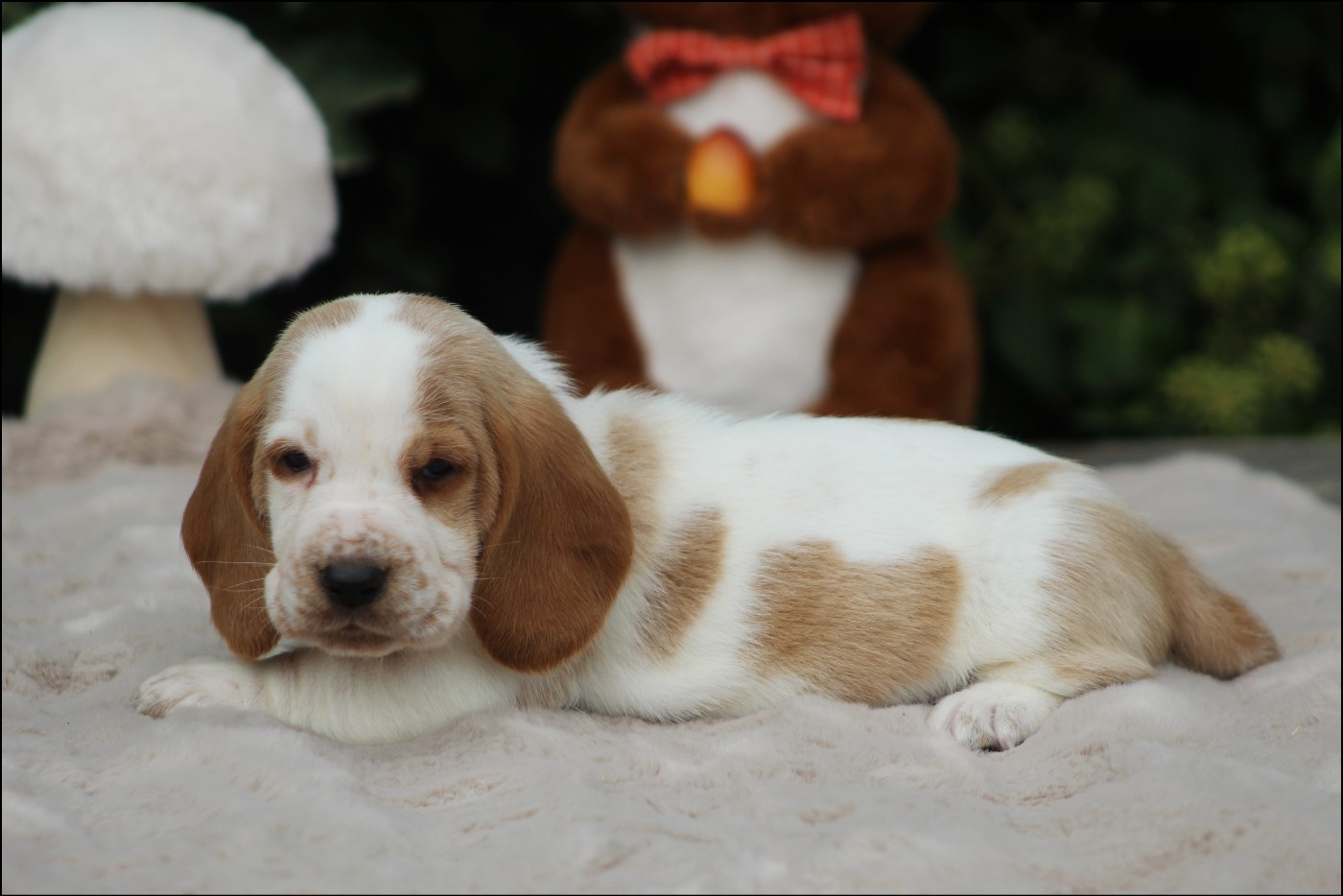 De La Flamme Sacrée D'Hestia - Chiots disponibles - Basset Hound