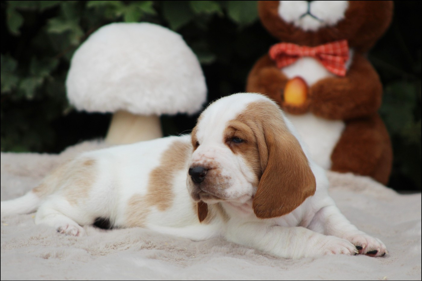 De La Flamme Sacrée D'Hestia - Chiots disponibles - Basset Hound