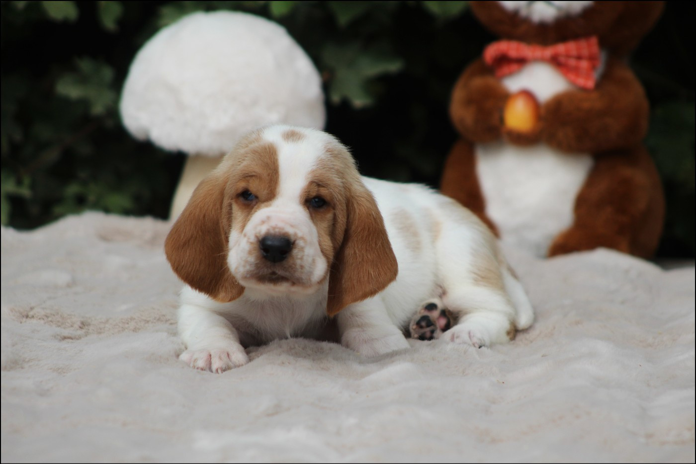 De La Flamme Sacrée D'Hestia - Chiots disponibles - Basset Hound