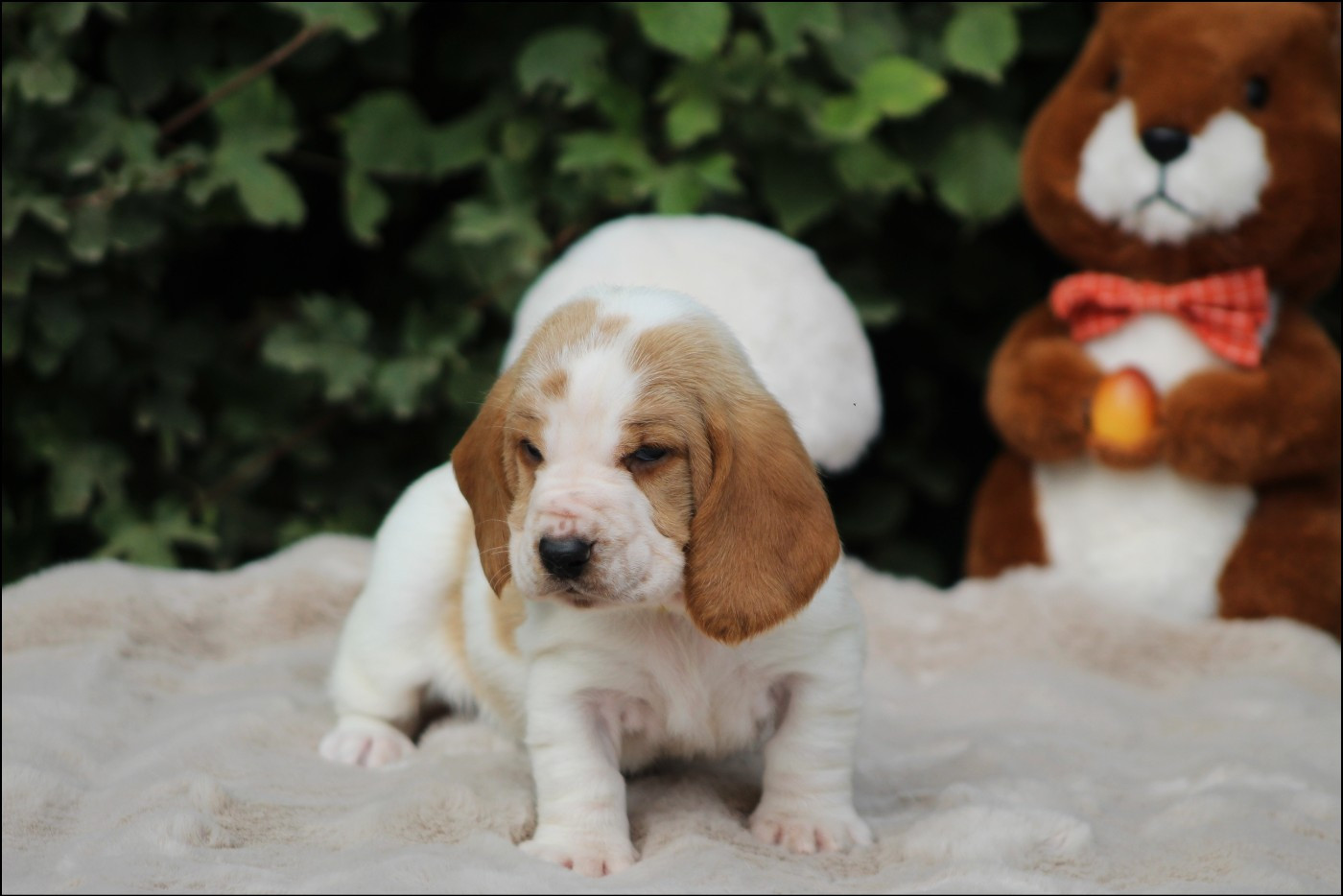De La Flamme Sacrée D'Hestia - Chiots disponibles - Basset Hound