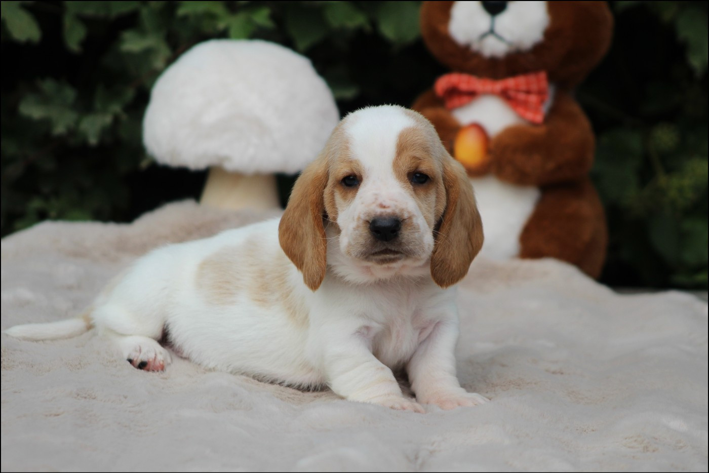 De La Flamme Sacrée D'Hestia - Chiots disponibles - Basset Hound