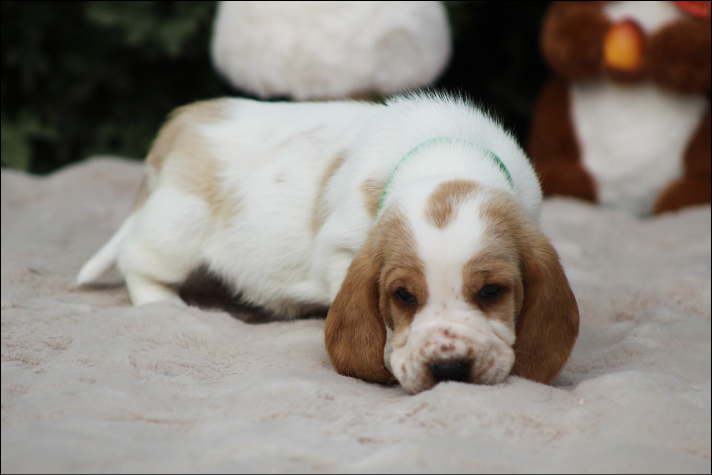 De La Flamme Sacrée D'Hestia - Chiots disponibles - Basset Hound