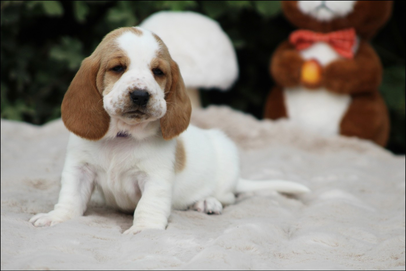De La Flamme Sacrée D'Hestia - Chiots disponibles - Basset Hound