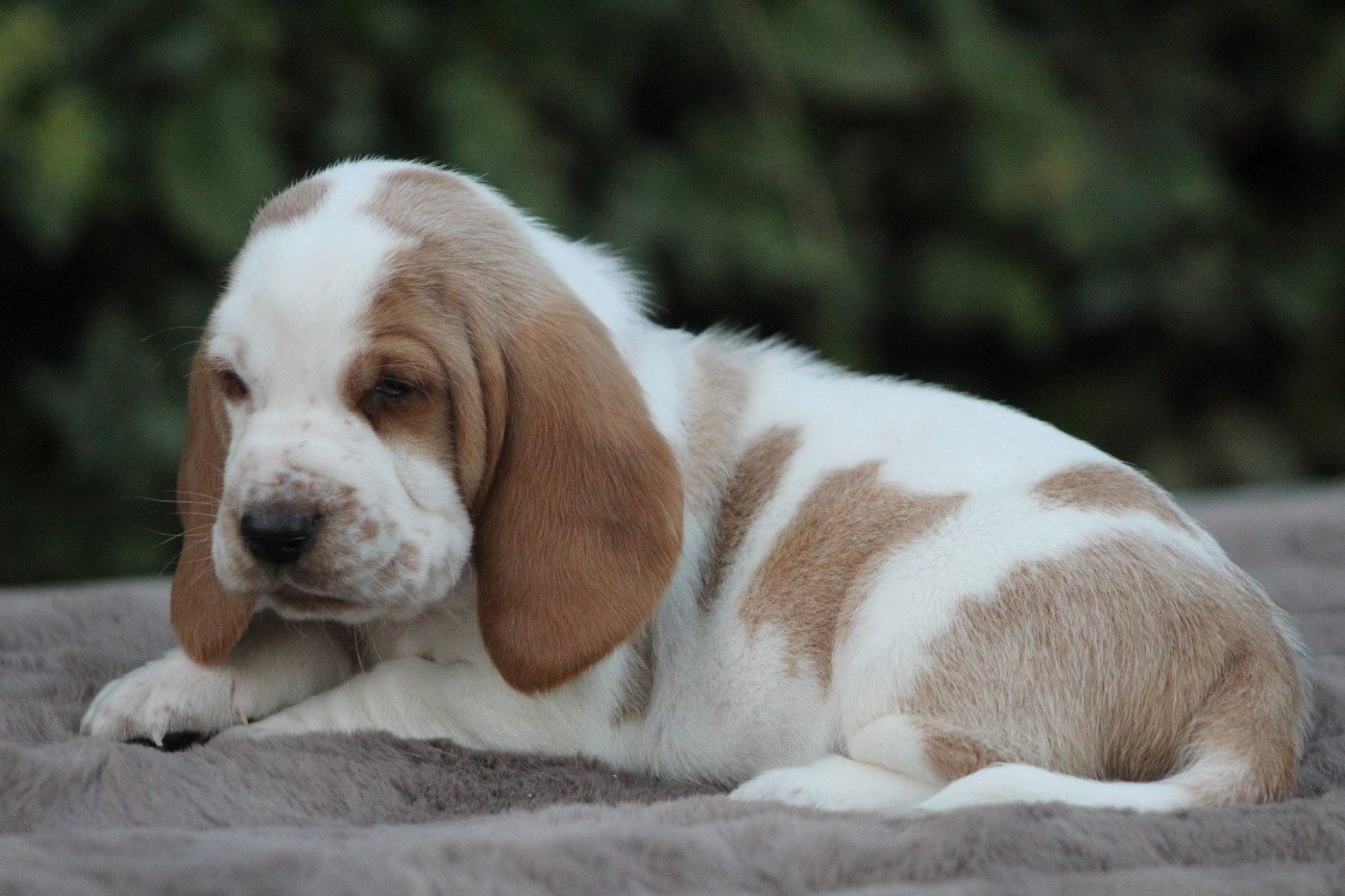 De La Flamme Sacrée D'Hestia - Chiots disponibles - Basset Hound