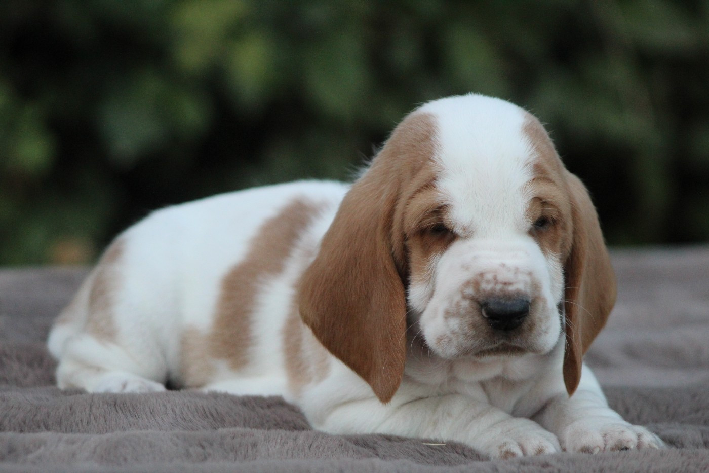De La Flamme Sacrée D'Hestia - Chiots disponibles - Basset Hound