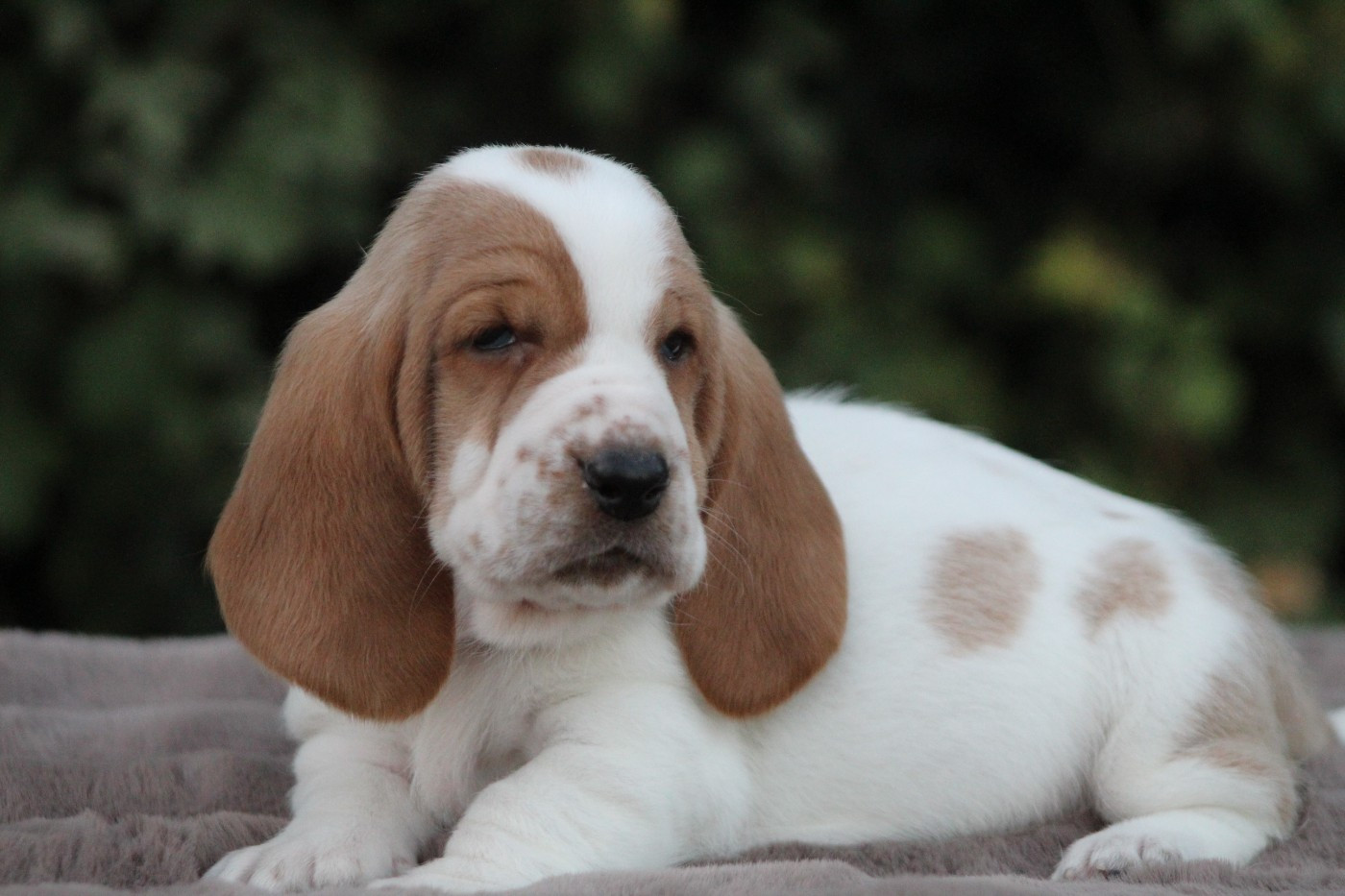 De La Flamme Sacrée D'Hestia - Chiots disponibles - Basset Hound