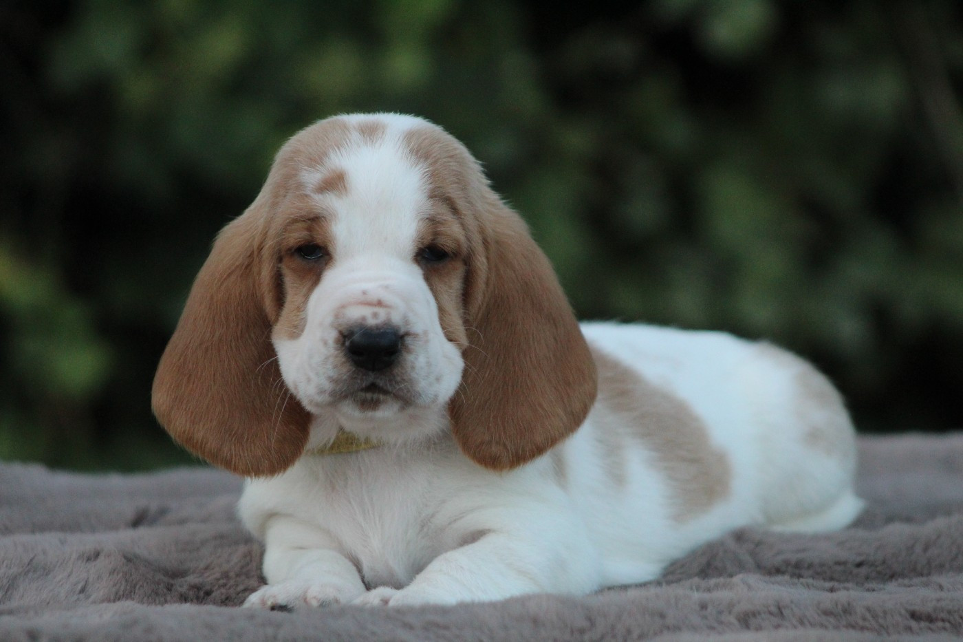 De La Flamme Sacrée D'Hestia - Chiots disponibles - Basset Hound