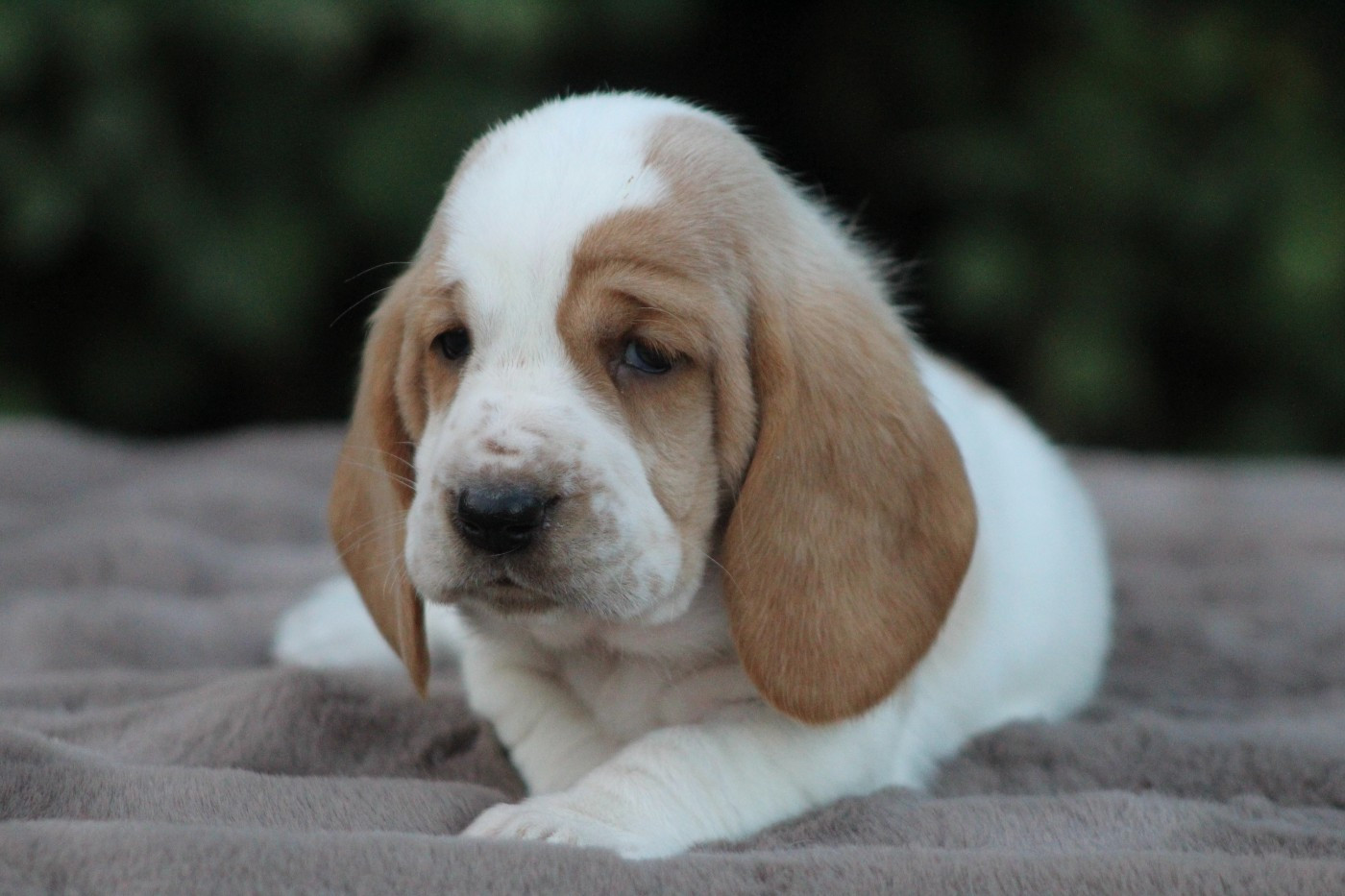 De La Flamme Sacrée D'Hestia - Chiots disponibles - Basset Hound