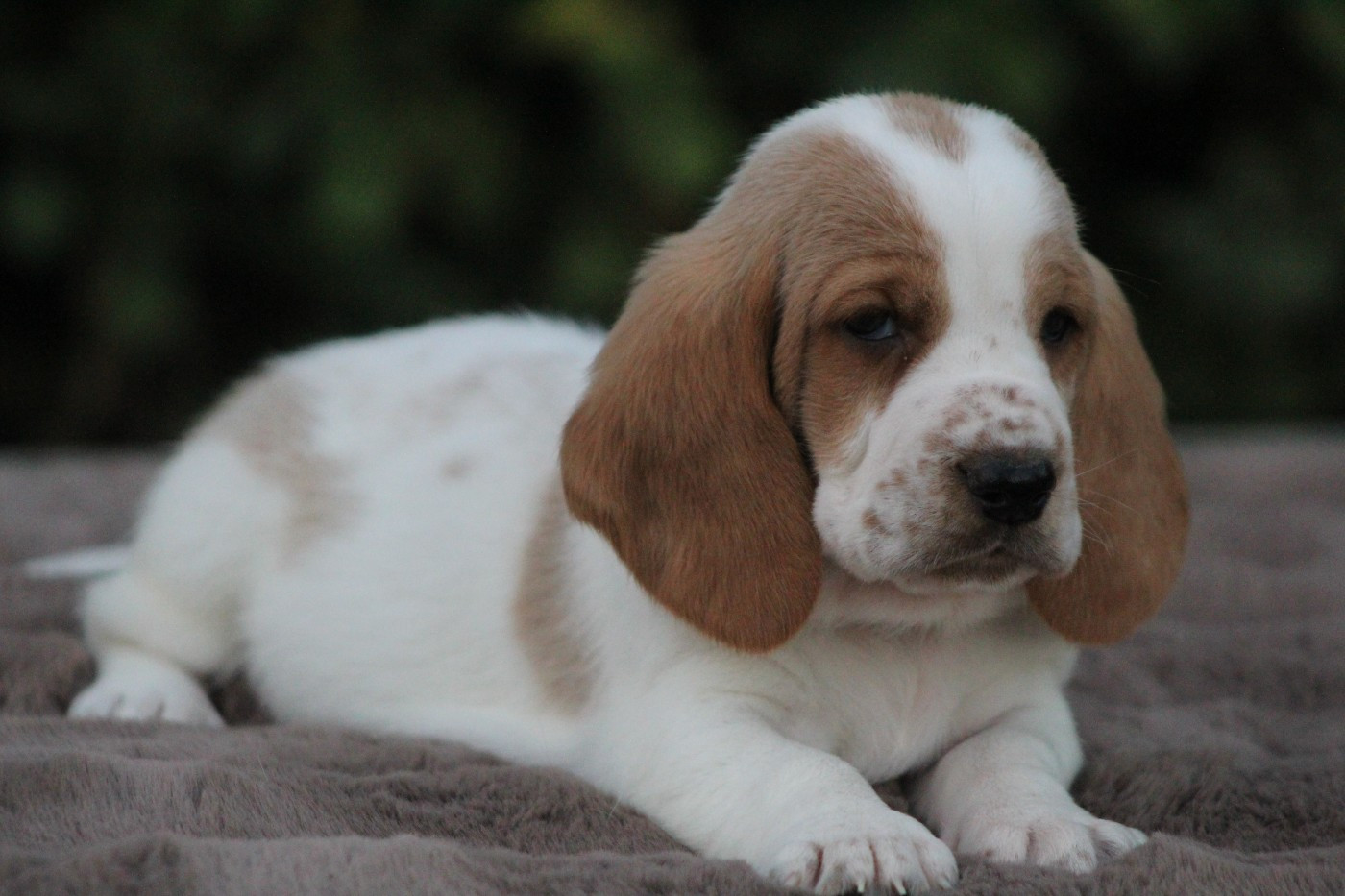 De La Flamme Sacrée D'Hestia - Chiots disponibles - Basset Hound