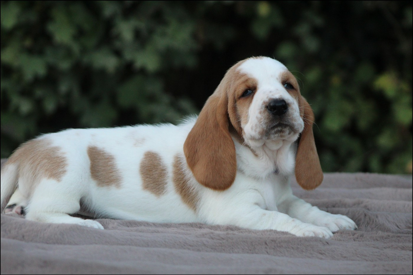 De La Flamme Sacrée D'Hestia - Chiots disponibles - Basset Hound