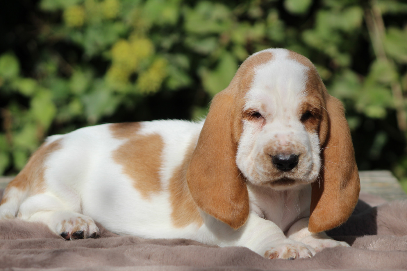 De La Flamme Sacrée D'Hestia - Chiots disponibles - Basset Hound