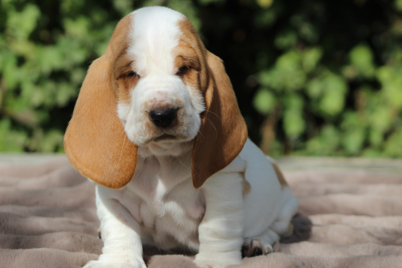 De La Flamme Sacrée D'Hestia - Chiots disponibles - Basset Hound