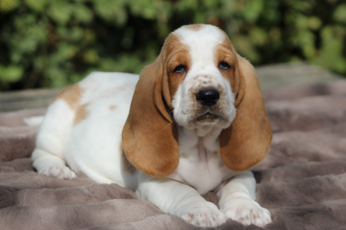 De La Flamme Sacrée D'Hestia - Chiots disponibles - Basset Hound