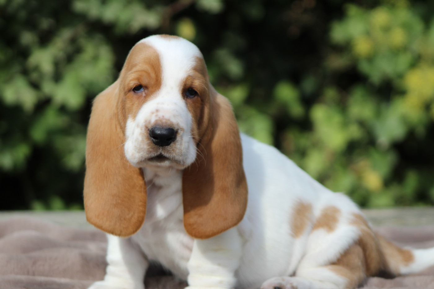 De La Flamme Sacrée D'Hestia - Chiots disponibles - Basset Hound
