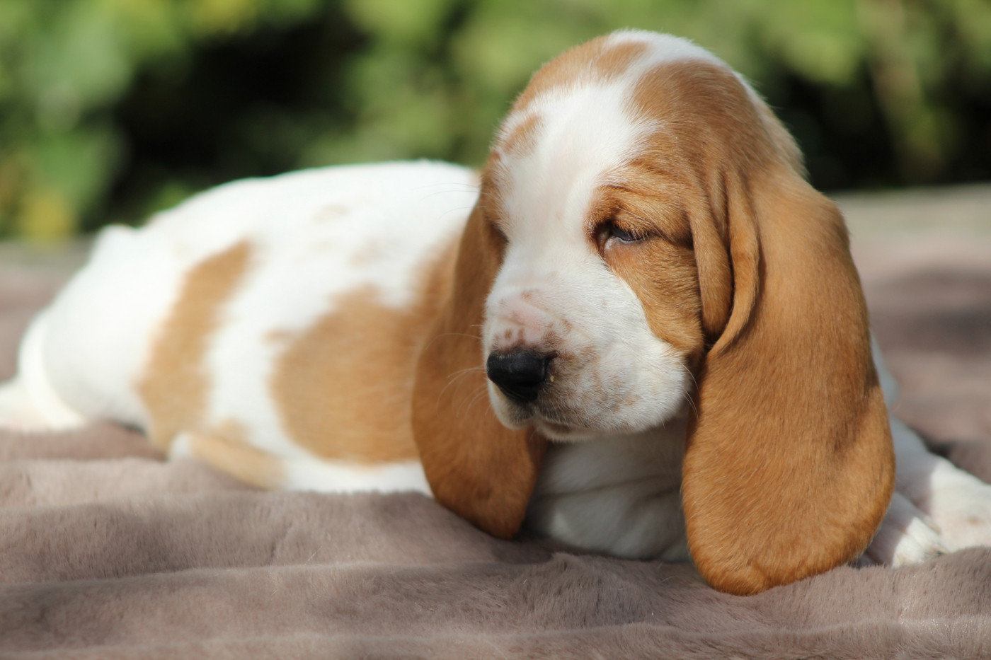 De La Flamme Sacrée D'Hestia - Chiots disponibles - Basset Hound