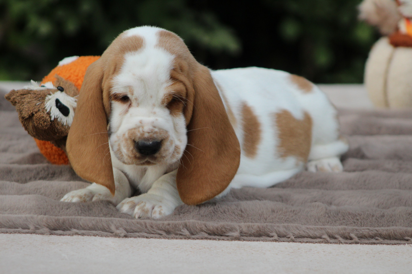 De La Flamme Sacrée D'Hestia - Chiots disponibles - Basset Hound