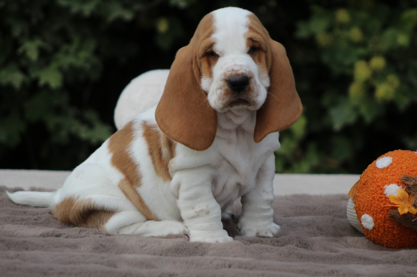 De La Flamme Sacrée D'Hestia - Chiots disponibles - Basset Hound