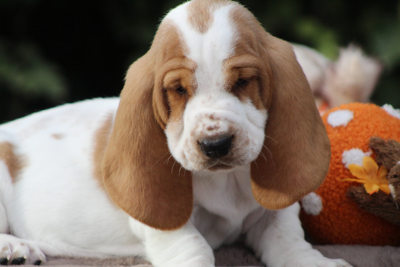 De La Flamme Sacrée D'Hestia - Chiots disponibles - Basset Hound