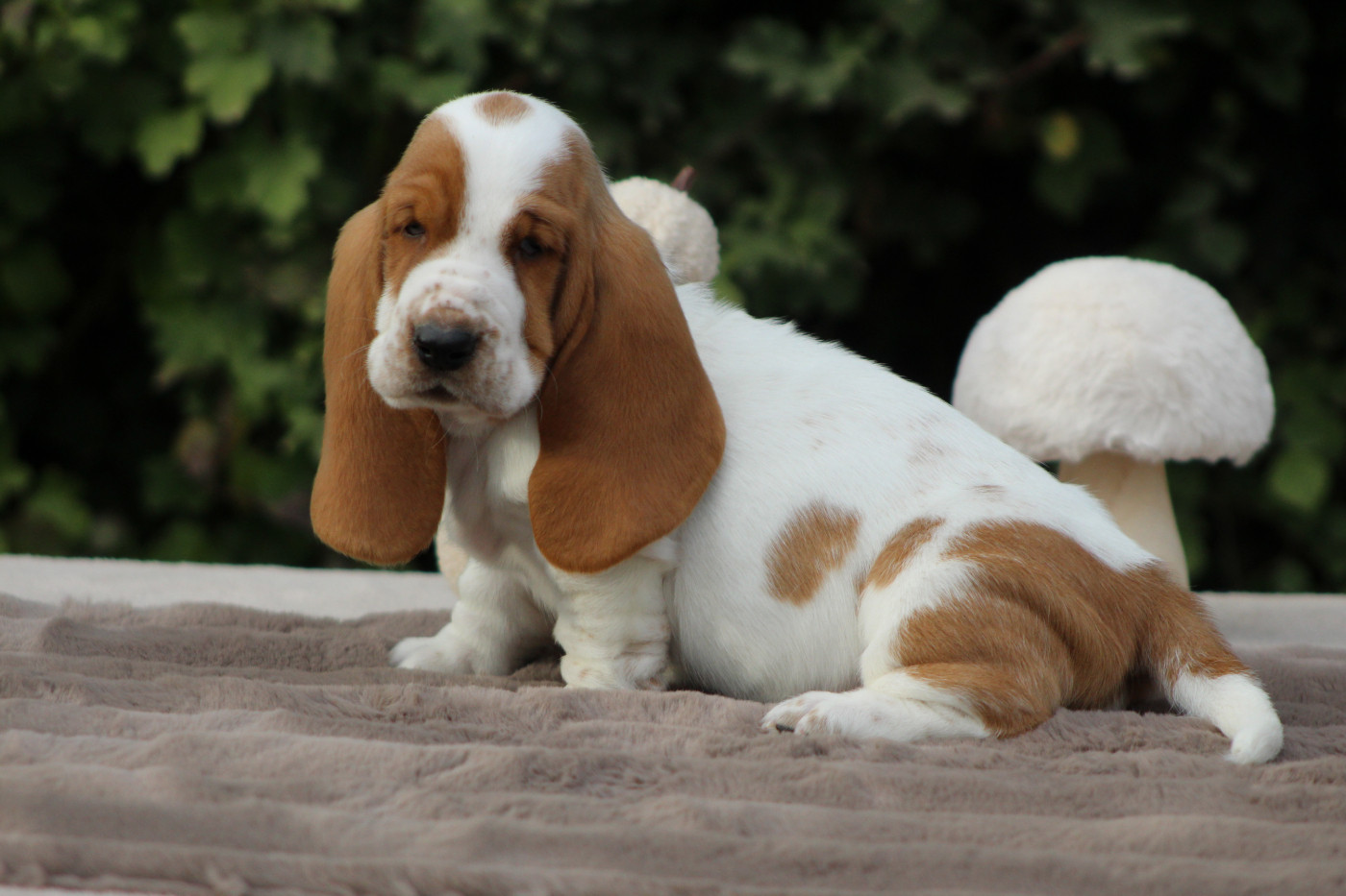 De La Flamme Sacrée D'Hestia - Chiots disponibles - Basset Hound