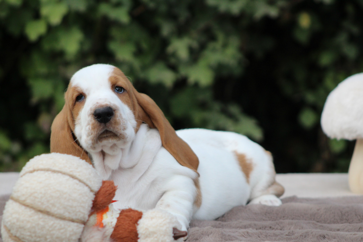 Chiot Basset Hound De La Flamme Sacrée D'Hestia