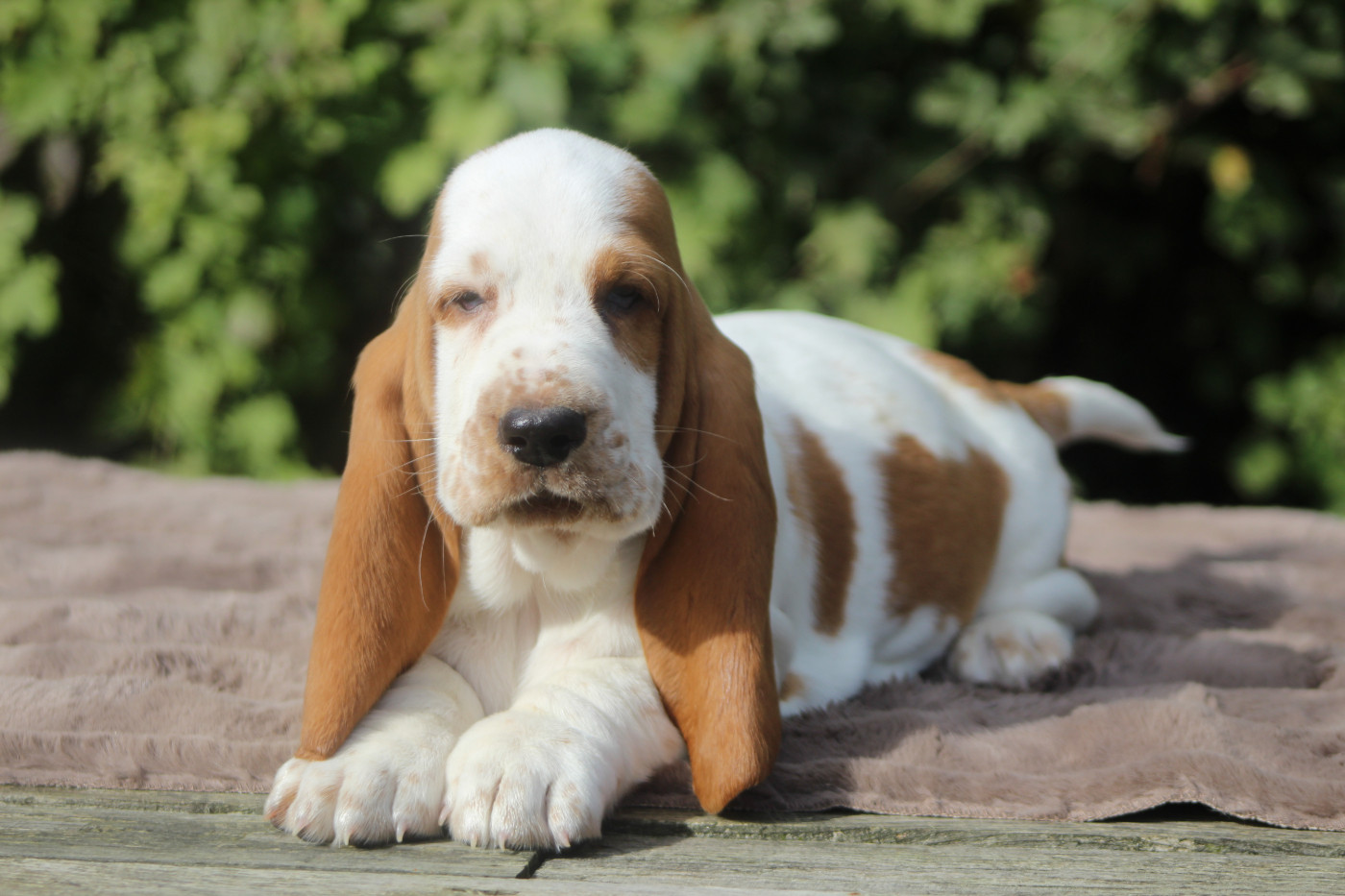 De La Flamme Sacrée D'Hestia - Chiots disponibles - Basset Hound