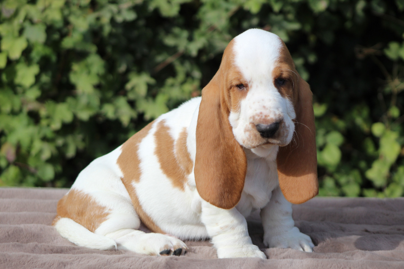 De La Flamme Sacrée D'Hestia - Chiots disponibles - Basset Hound
