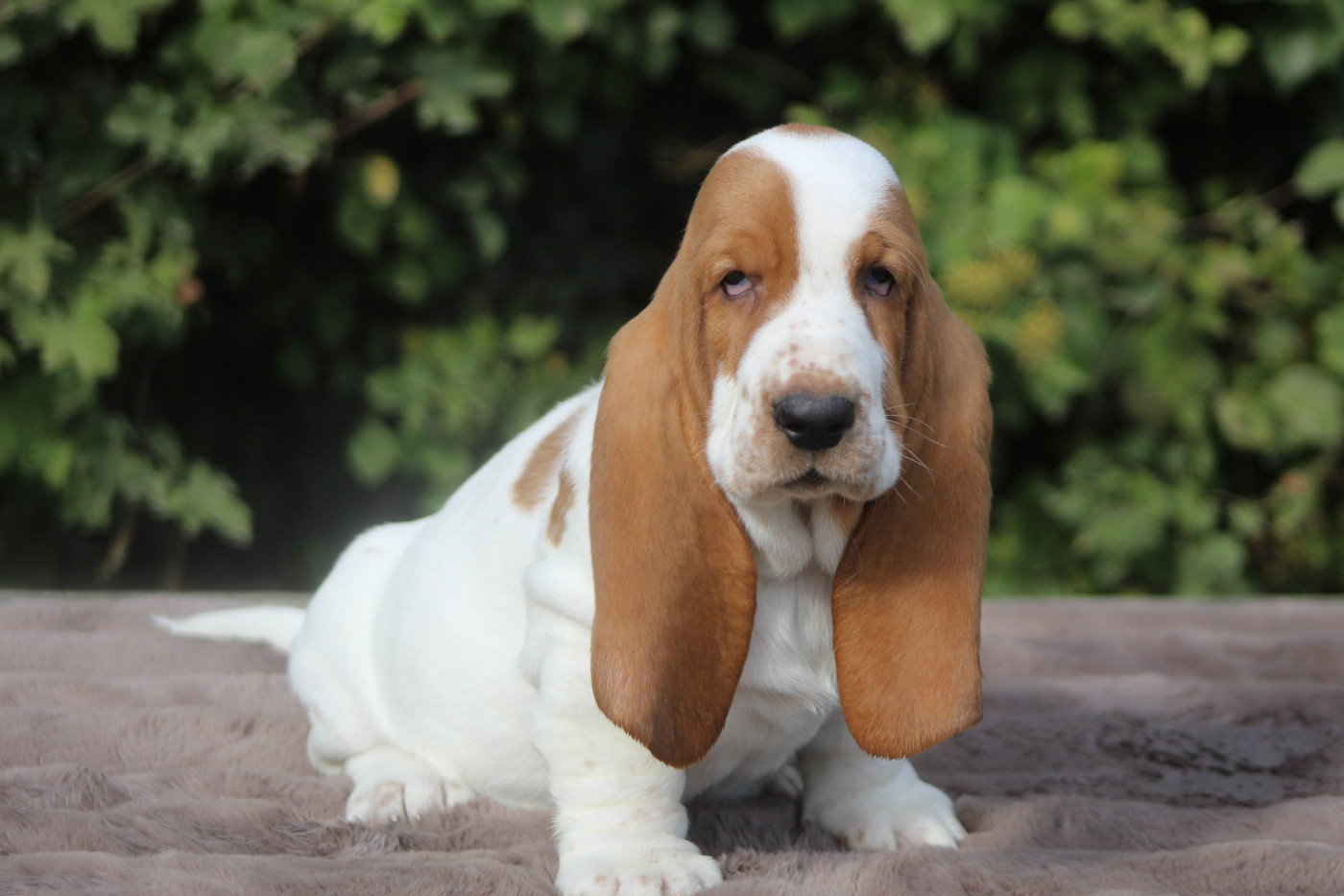 De La Flamme Sacrée D'Hestia - Chiots disponibles - Basset Hound