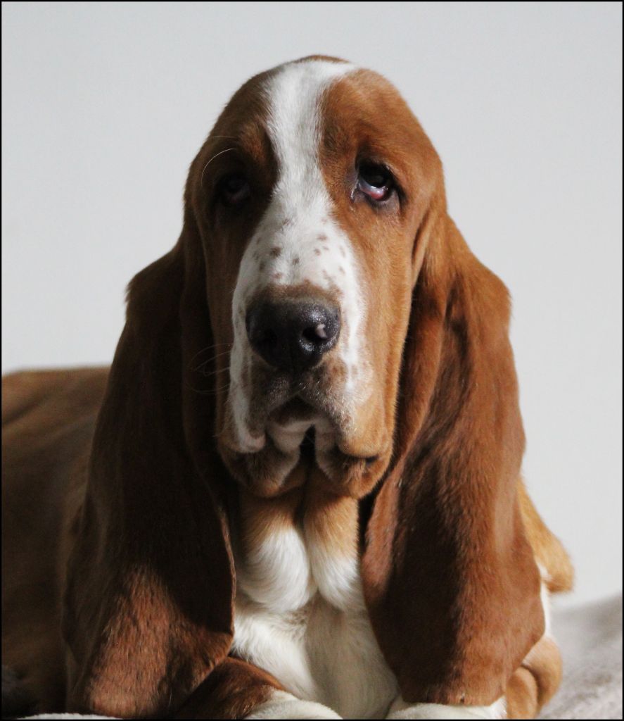 De La Flamme Sacrée D'Hestia - Basset Hound - Portée née le 12/09/2024