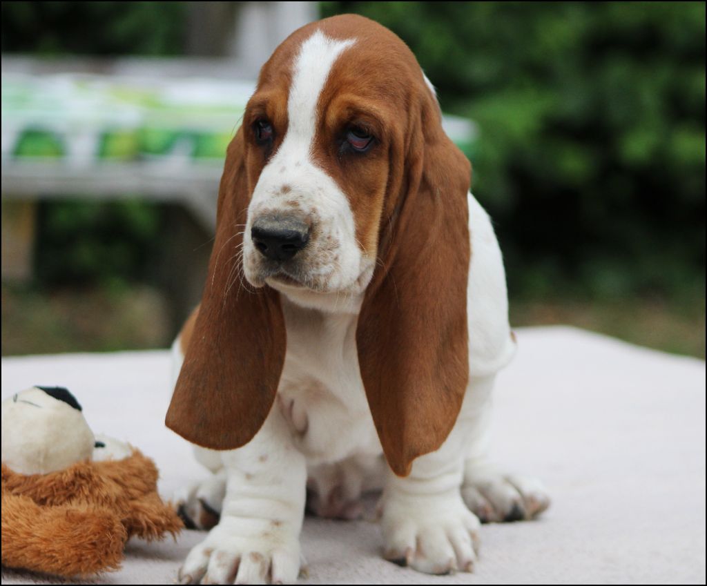 De La Flamme Sacrée D'Hestia - Chiots disponibles - Basset Hound