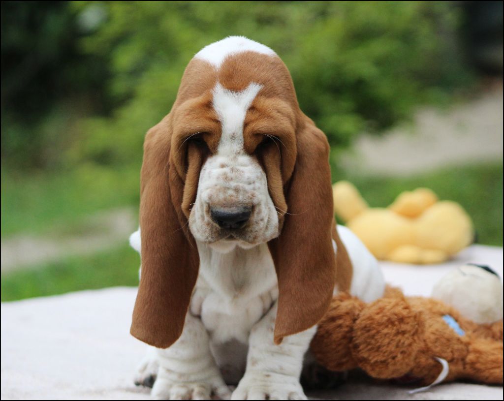 De La Flamme Sacrée D'Hestia - Chiots disponibles - Basset Hound