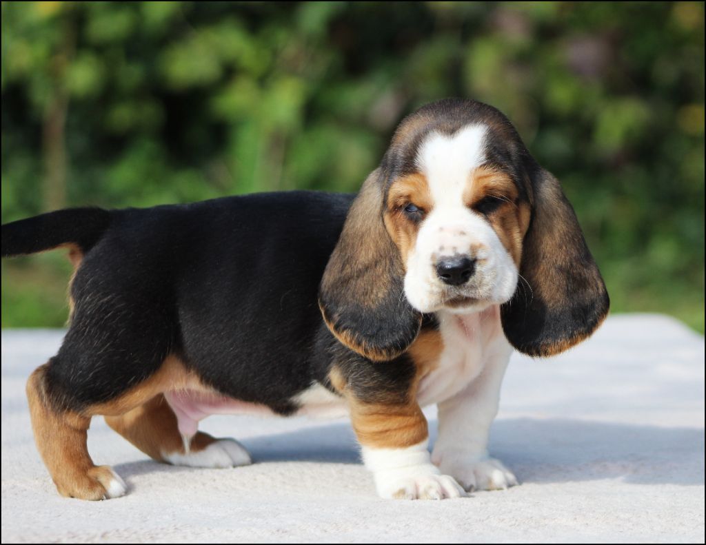 De La Flamme Sacrée D'Hestia - Chiots disponibles - Basset Hound