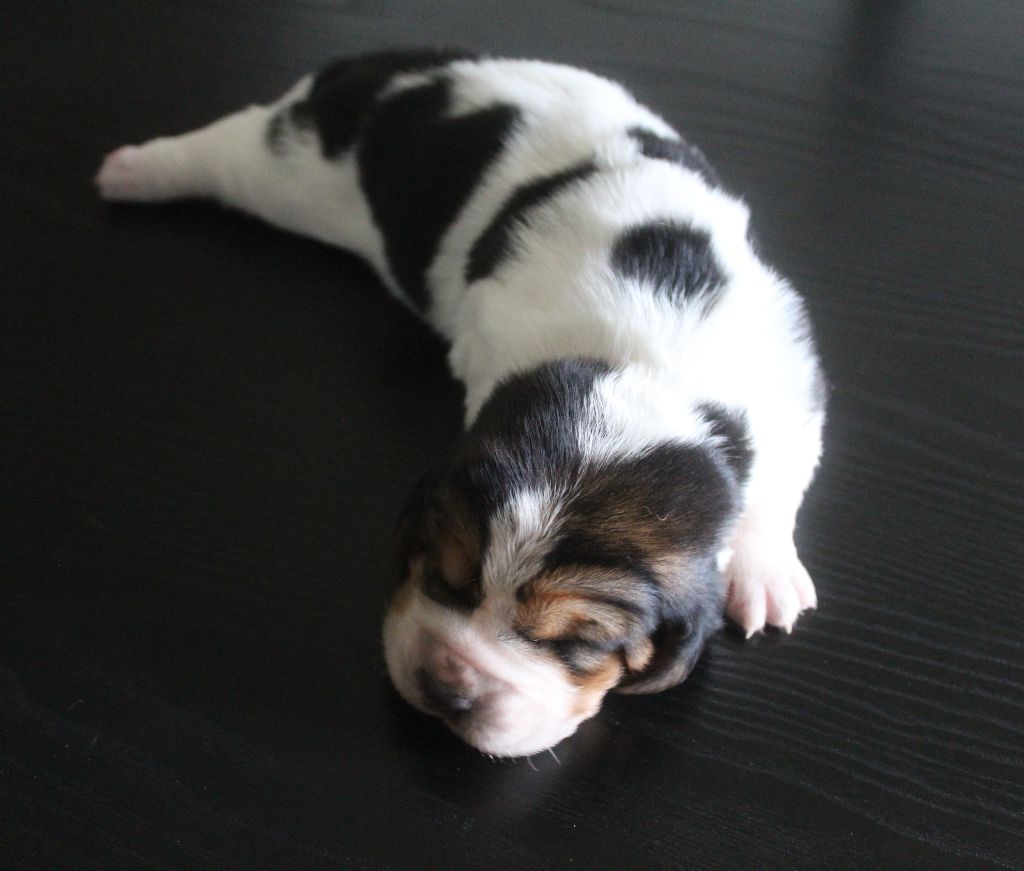 De La Flamme Sacrée D'Hestia - Chiots disponibles - Basset Hound