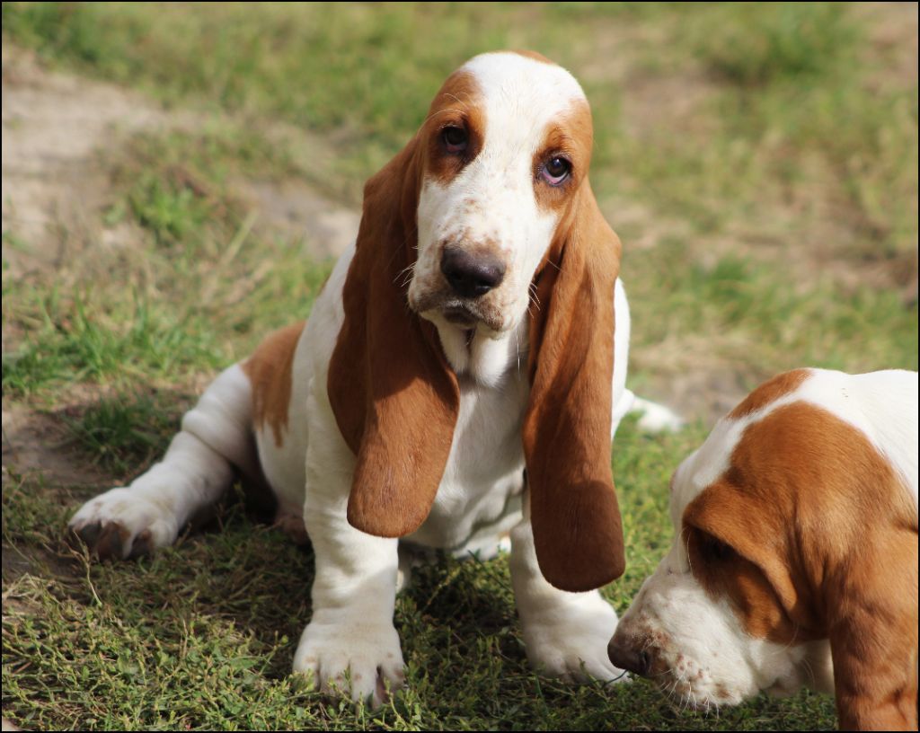 De La Flamme Sacrée D'Hestia - Chiots disponibles - Basset Hound