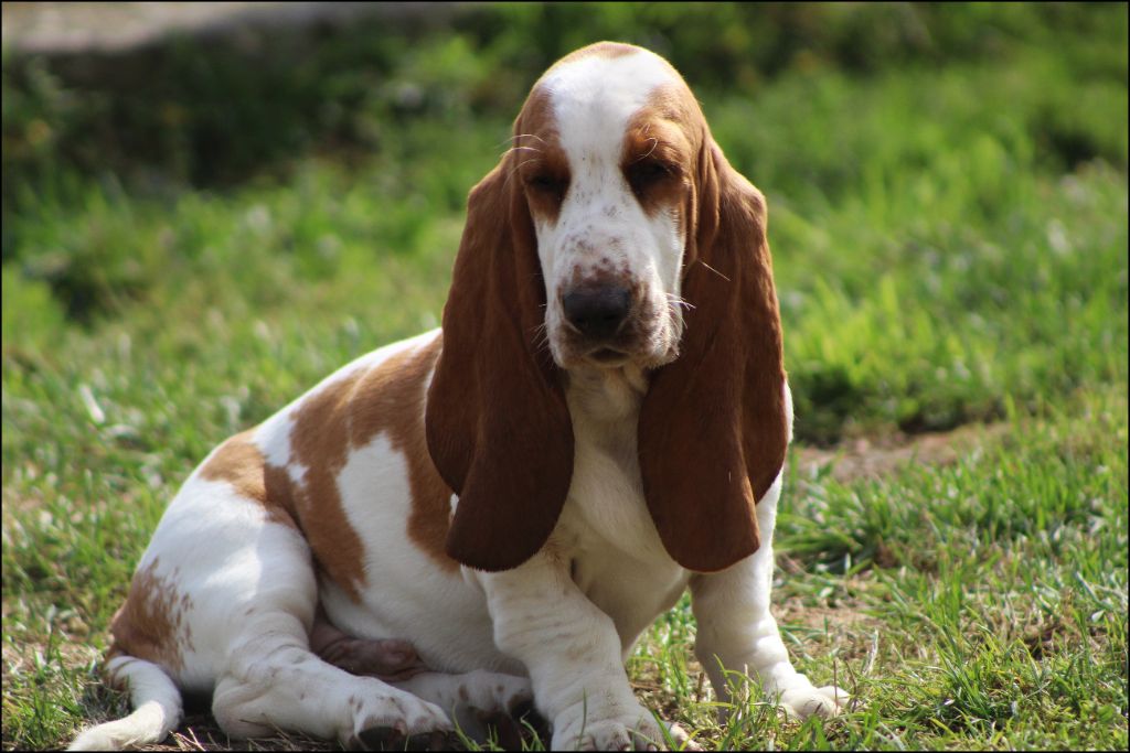De La Flamme Sacrée D'Hestia - Chiots disponibles - Basset Hound