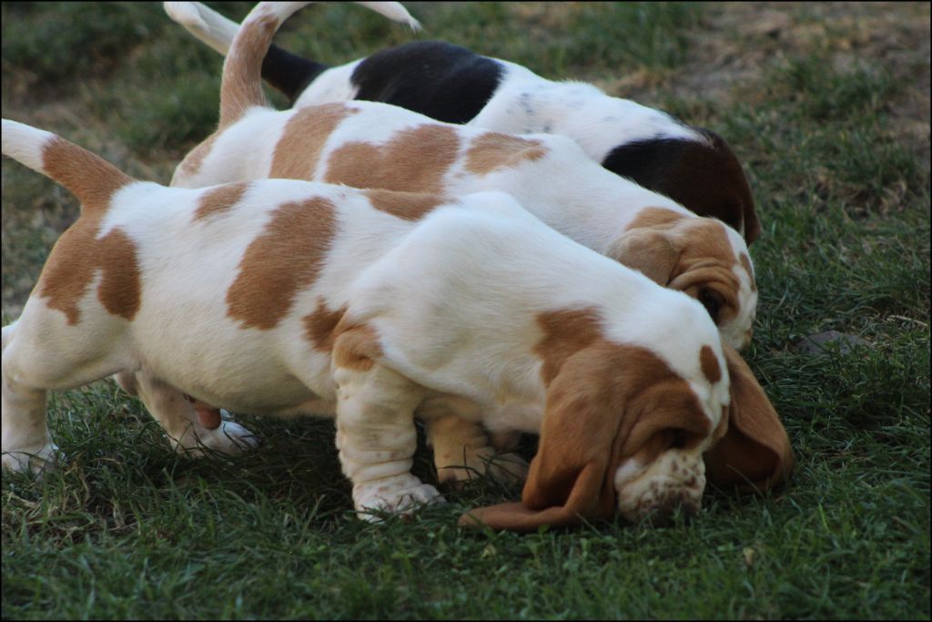 De La Flamme Sacrée D'Hestia - Basset Hound - Portée née le 08/06/2025