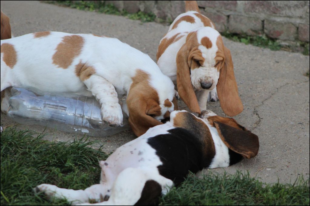 De La Flamme Sacrée D'Hestia - Basset Hound - Portée née le 03/06/2025
