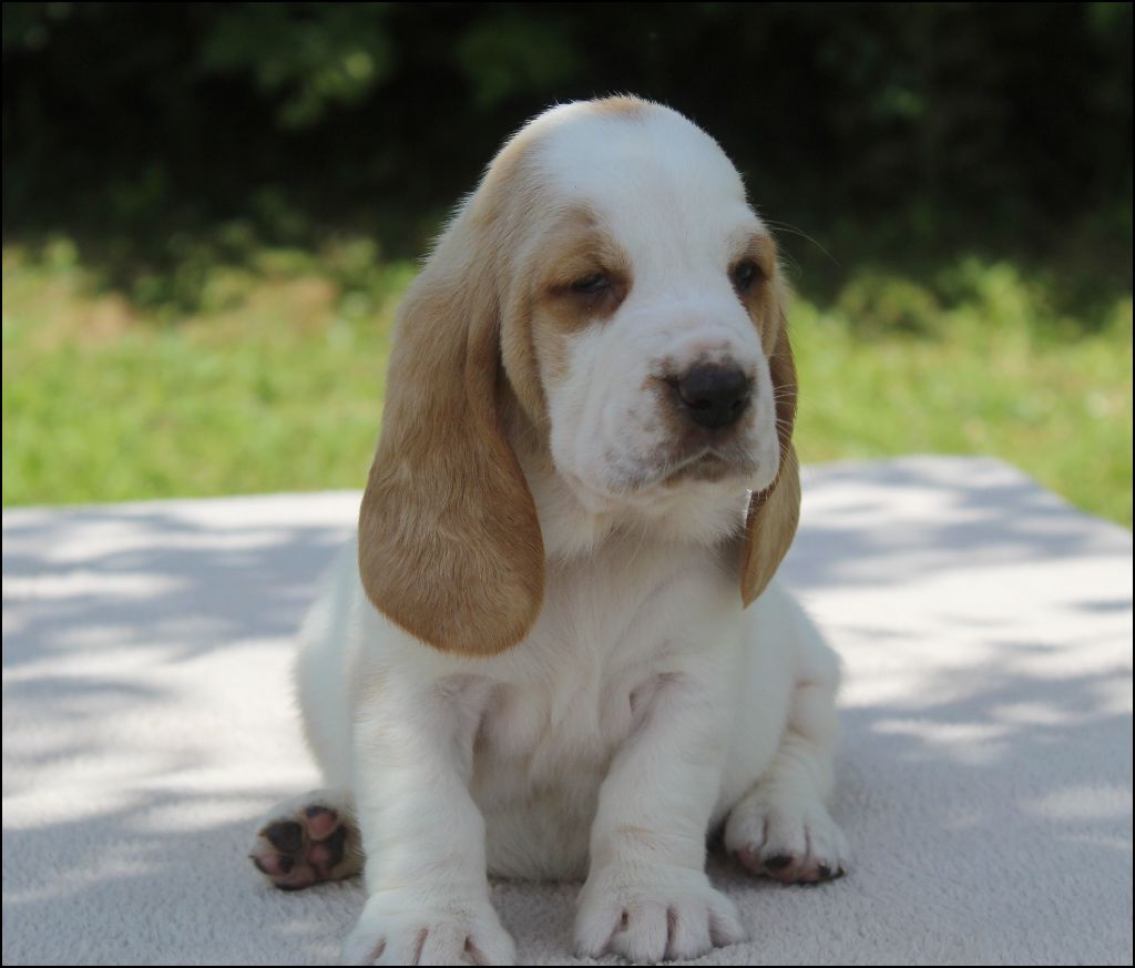 De La Flamme Sacrée D'Hestia - Chiots disponibles - Basset Hound