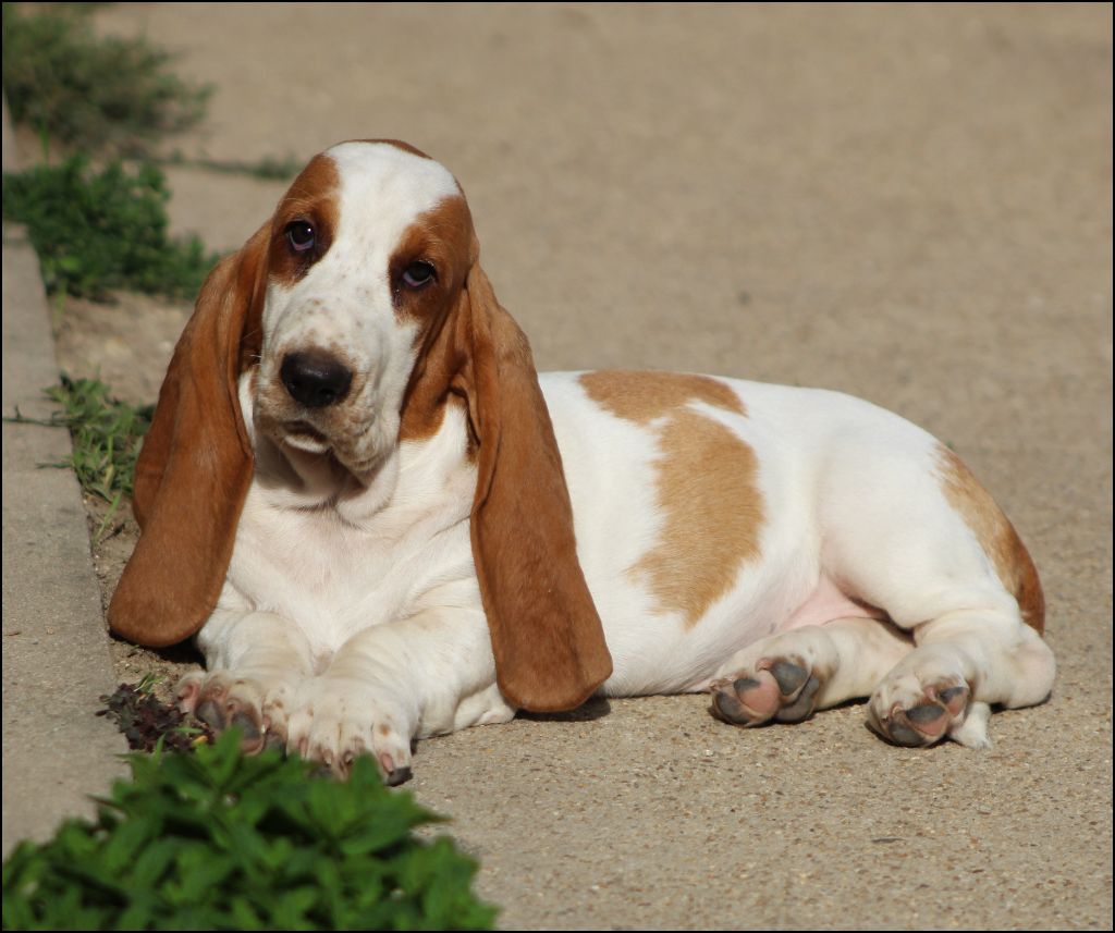 De La Flamme Sacrée D'Hestia - Chiots disponibles - Basset Hound