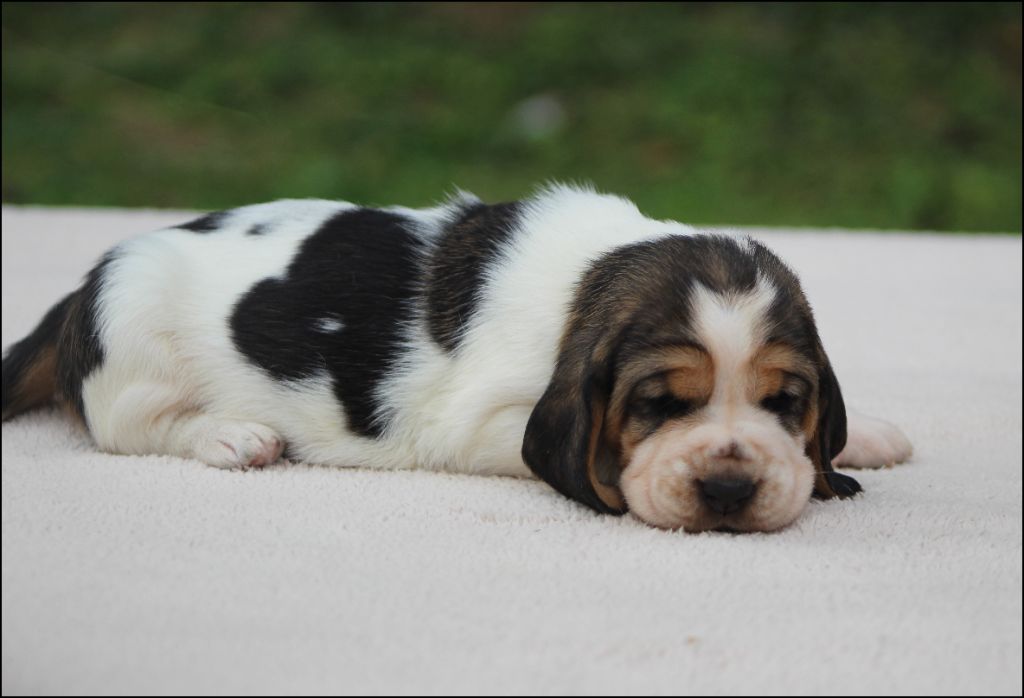 De La Flamme Sacrée D'Hestia - Chiots disponibles - Basset Hound