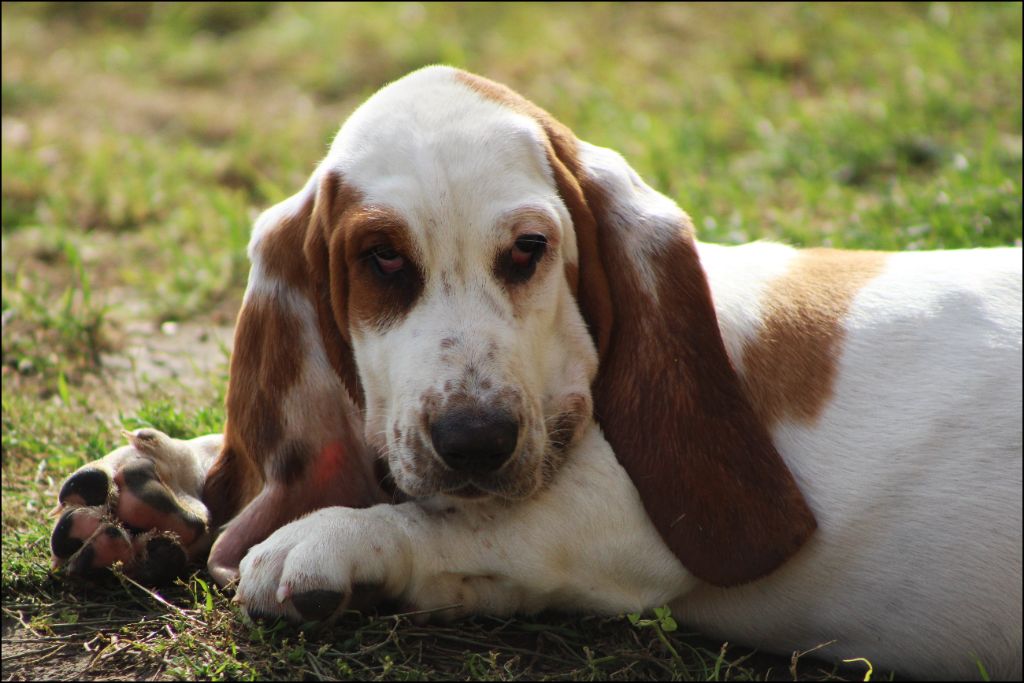 De La Flamme Sacrée D'Hestia - Chiots disponibles - Basset Hound