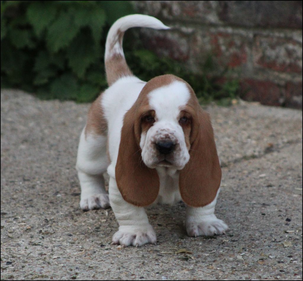 De La Flamme Sacrée D'Hestia - Chiots disponibles - Basset Hound