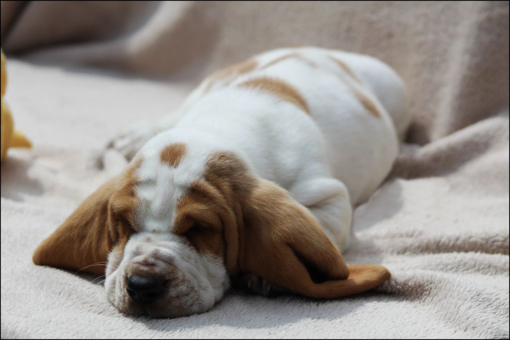 De La Flamme Sacrée D'Hestia - Basset Hound - Portée née le 03/06/2025