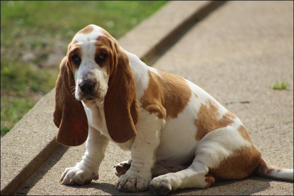 De La Flamme Sacrée D'Hestia - Chiots disponibles - Basset Hound