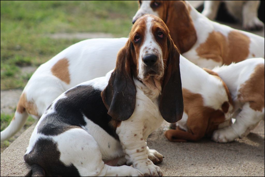 De La Flamme Sacrée D'Hestia - Chiots disponibles - Basset Hound