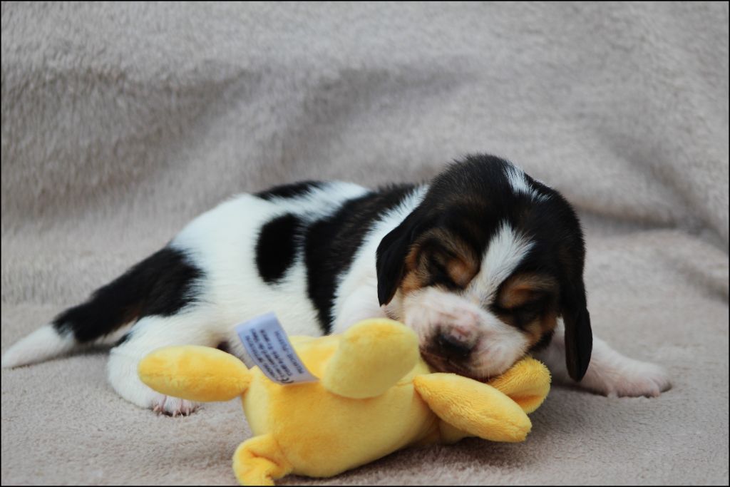 De La Flamme Sacrée D'Hestia - Chiots disponibles - Basset Hound